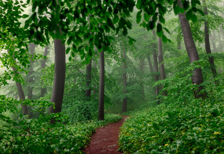 Foggy green forest after rain in springの写真素材