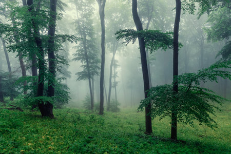 Foggy green forest after rain in springの写真素材