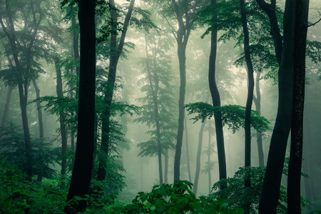 Foggy green forest after rain in spring