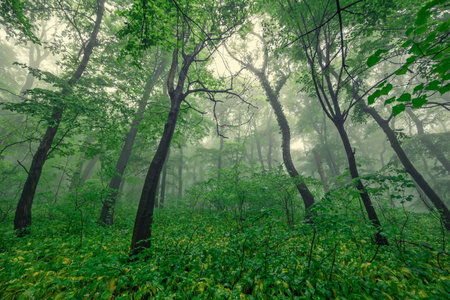 Foggy green forest after rain in springの写真素材