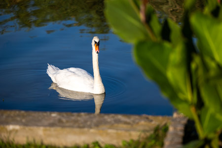 White swan swim in Lake Balatonの写真素材