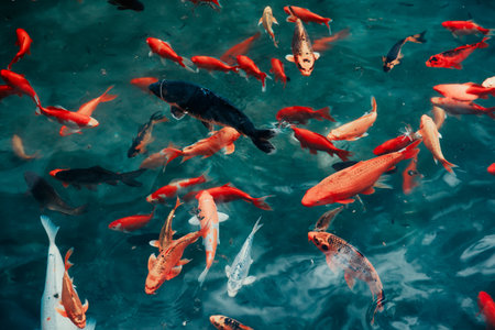 Japanese koi carp fishes swim in pondの写真素材