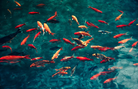 Japanese koi carp fishes swim in pondの写真素材