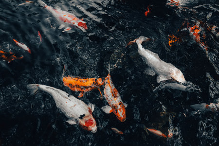 Japanese koi carp fishes swim in pond