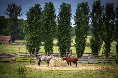 Group of horses outdoors in ranchの写真素材