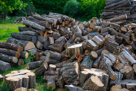 Fire woods at the edge of the forest