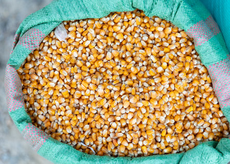 Golden corn seeds in bag