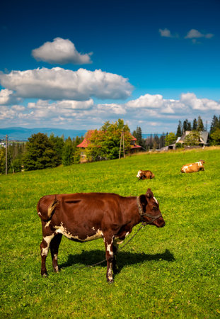 Peacefully grazing cow in hilly farm in summerの写真素材