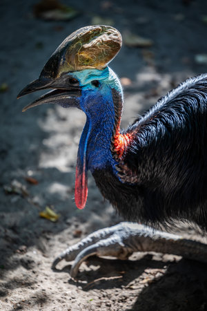 Detail portrait of cassowary animalの写真素材