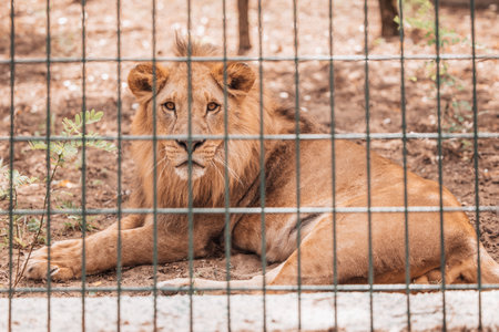 Portrait of male lion behind cage in zooの写真素材