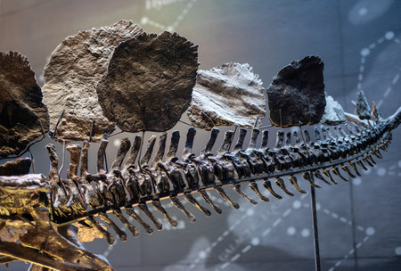Detail of prehistoric stegosaurus dinosaur tailの写真素材