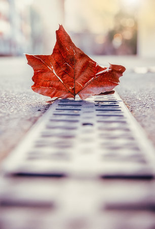 Dried leaf on street in city in autumn