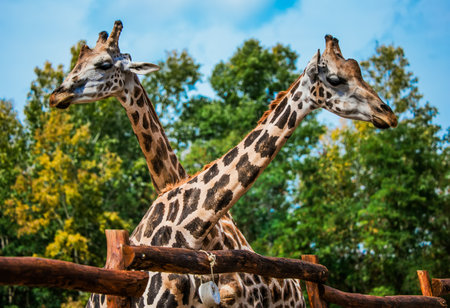 Head and neck of couple giraffeの写真素材
