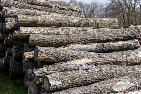 Firewood at the edge of the forest