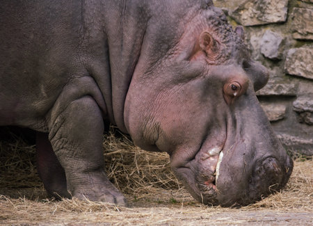 Hippopotamus eating straw in zooの写真素材