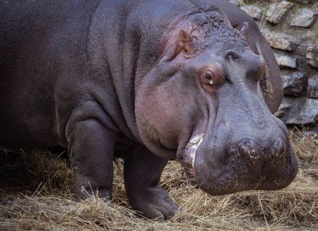 Hippopotamus eating straw in zooの写真素材