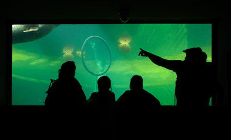 Silhouette of people observe swimming seal in aquariumの写真素材
