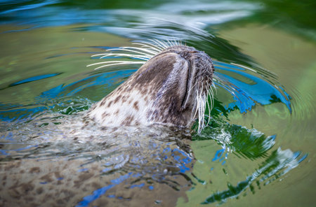 Cute seal swimming in water in zooの写真素材