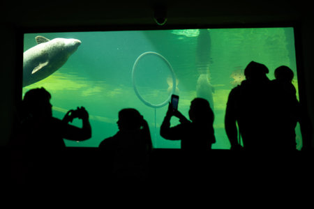 Silhouette of people observe swimming seal in aquariumの写真素材