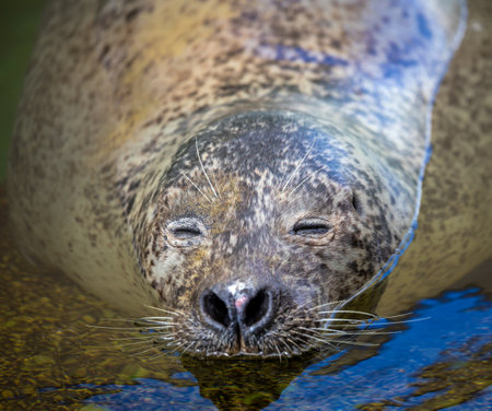 Cute seal swimming in water in zooの写真素材