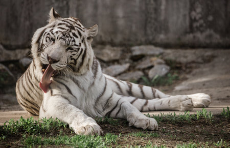 White tiger in zooの写真素材