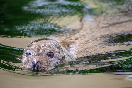 Cute seal swimming in water in zooの写真素材