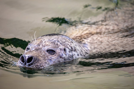 Cute seal swimming in waterの写真素材