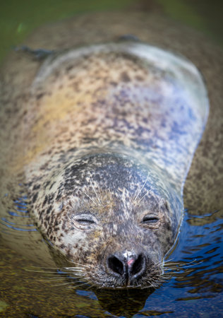 Cute seal swimming in water in zooの写真素材
