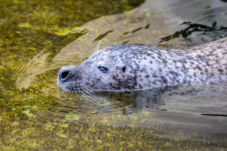 Cute seal swimming in water in zooの写真素材