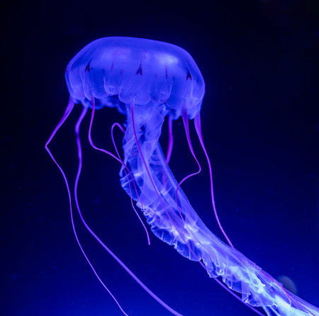 Jelly fish floating in waterの写真素材