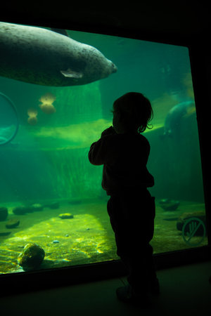 Silhouette of people observe swimming seal in aquariumの写真素材