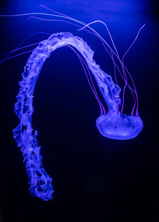 Jelly fish floating in waterの写真素材