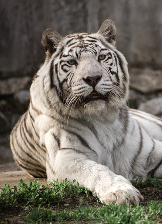 White tiger in zooの写真素材