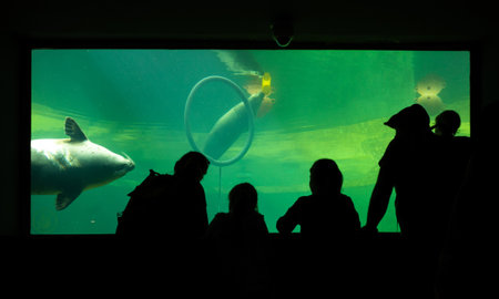 Silhouette of people observe swimming seal in aquariumの写真素材