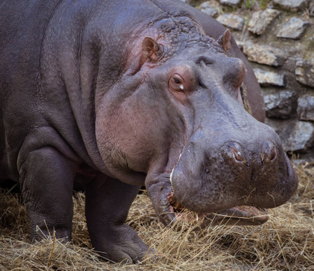 Hippopotamus eating strawの写真素材