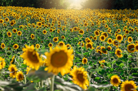 Sunflower field at sunset