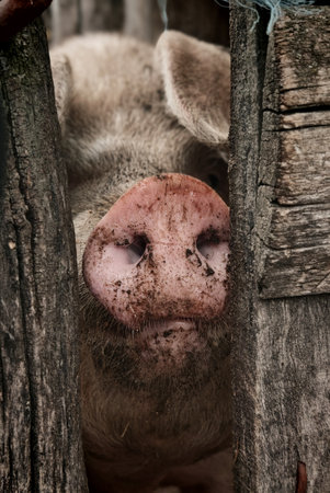 Pig's nose at fenceの写真素材