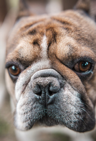 Close up portrait of cute pug dogの写真素材