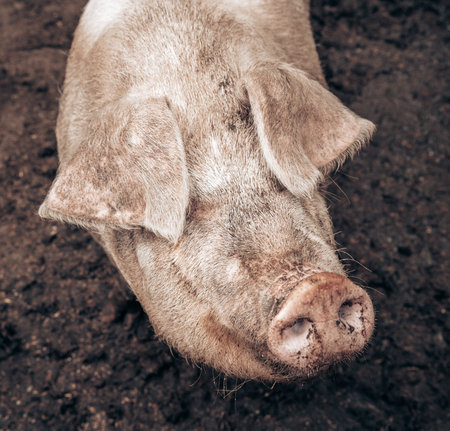 Dirty white pig in farmの写真素材