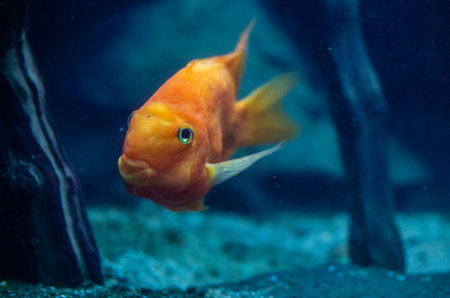 Parrot cichlid swim in aquarium
