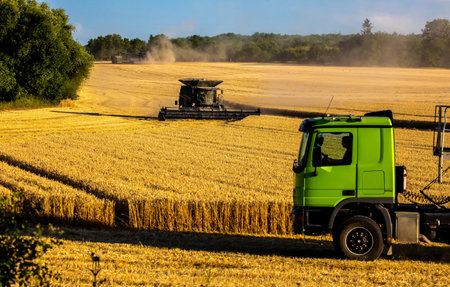 Harvester machine harvest cereal wheatの写真素材