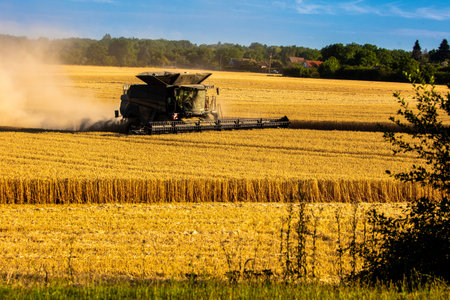 Harvester machine harvest cereal wheatの写真素材