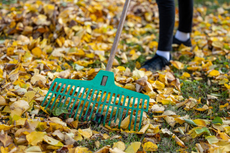 Young person raking fallen autumn leaves outdoorsの写真素材