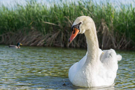 white swan swimming in the lake sunny dayの写真素材