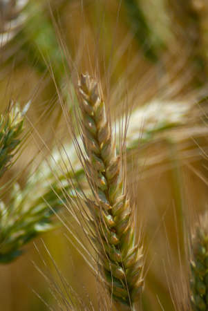 wheat fields in the sunming organic farの写真素材
