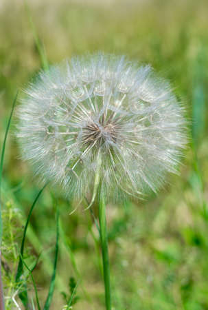 dandelion natural healing plant beneficial to healthの写真素材