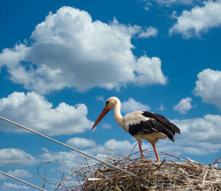 storks in the nest with cloudy sky in the backgroundの写真素材