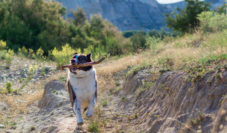 border collie dog bathing in the river