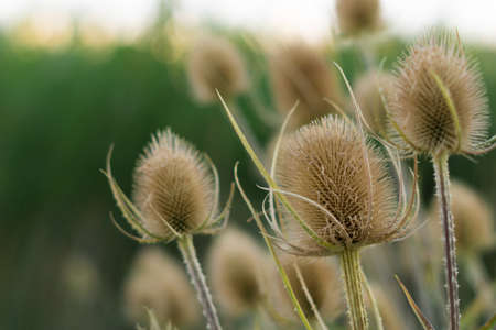 Teasels wild plants with health properties