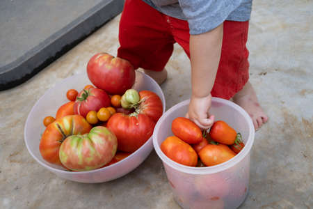 boy picking organic tomatoes in his home gardenの写真素材